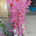 شجرة بوت عرض